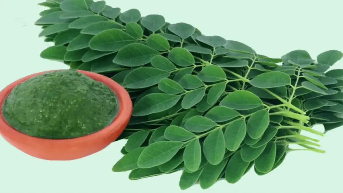 Daun kelor disebut memiliki banyak manfaat kesehatan, mulai dari membantu menurunkan gula darah, menjaga daya ingat, meredakan radang sendi, hingga menurunkan kolesterol (Pinterest).