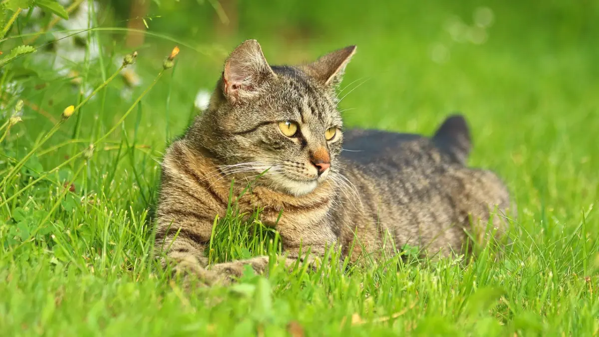 Asal usul kucing domestik ternyata berawal dari hubungan manusia dan kucing sejak 9.500 tahun lalu di Siprus, bukan dari Mesir kuno (Pinterest).