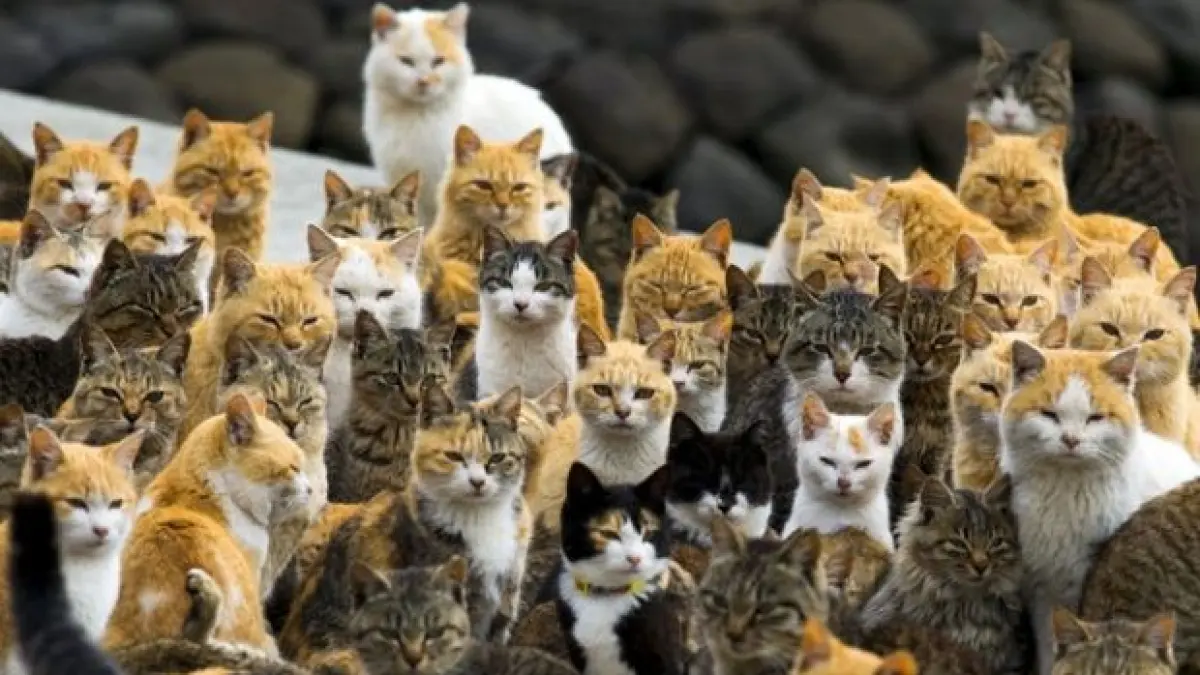 Fakta unik kucing ternyata sangat beragam, mulai dari otak yang mirip manusia, tidur hingga 20 jam, tidak merasakan manis, hingga Pulau Kucing di Jepang (Pinterest).