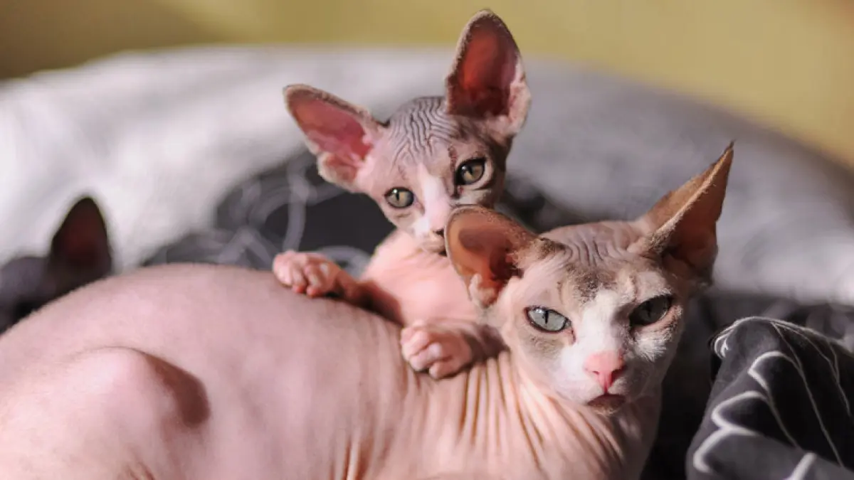 ucing Sphynx makin populer karena tampilannya yang unik. Simak sejarah, lima keunggulan, cara merawat, serta tips mengenali kucing Sphynx asli (Pinterest)