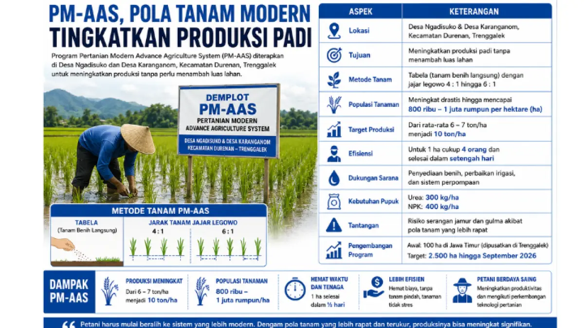 Inovasi modern PM-AAS bantu petani Trenggalek dongkrak hasil panen padi secara maksimal.