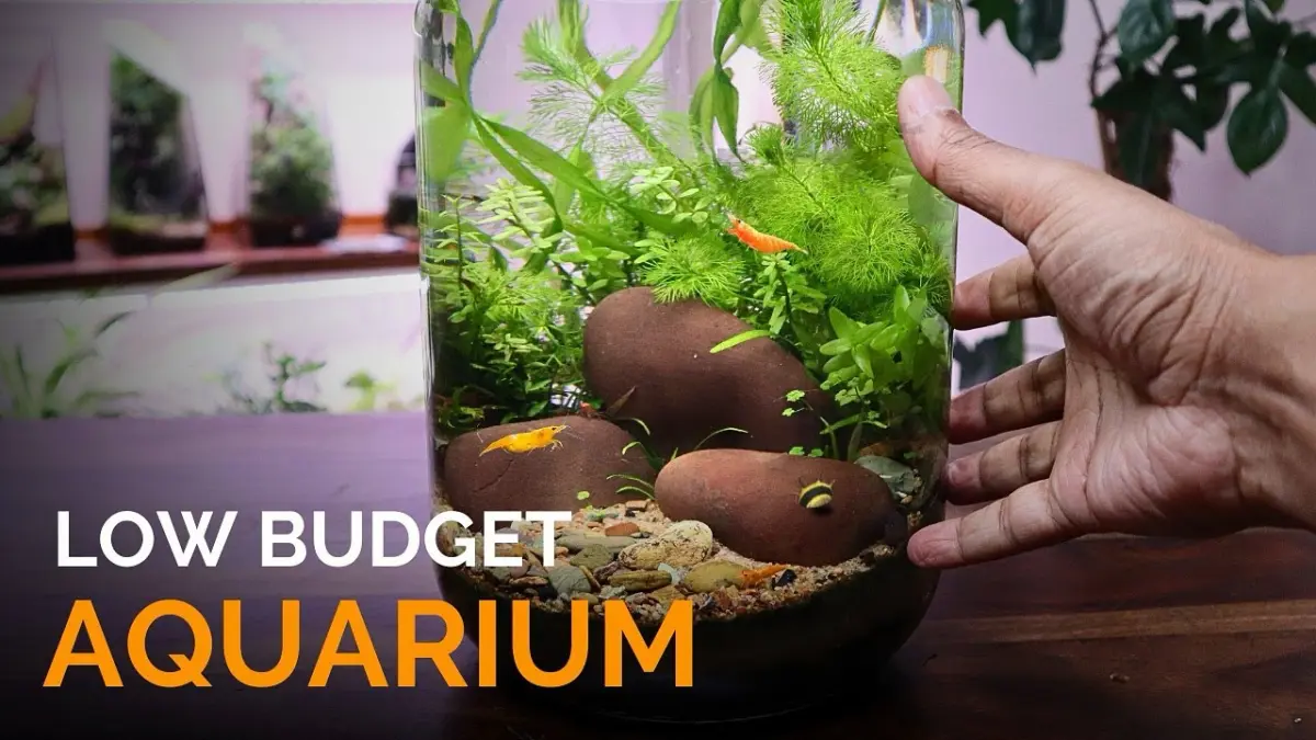 Panduan cara bikin aquascape jar toples bekas tanpa filter dan hemat biaya! Terapkan Metode Walstad, pilihan tanaman air, hingga trik air tetap jernih.