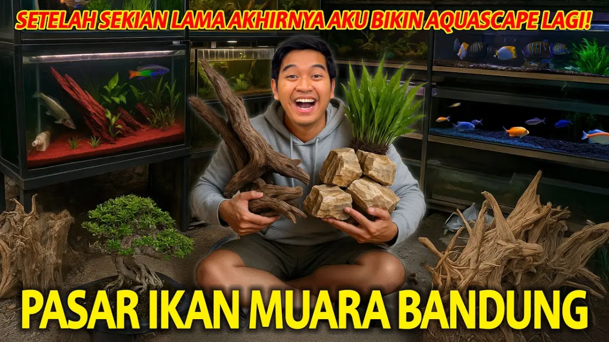 Panduan cara bikin aquascape sederhana dan murah untuk pemula! Pelajari racikan kayu rasamala, tanaman tanpa CO2, hingga trik air jernih di sini.