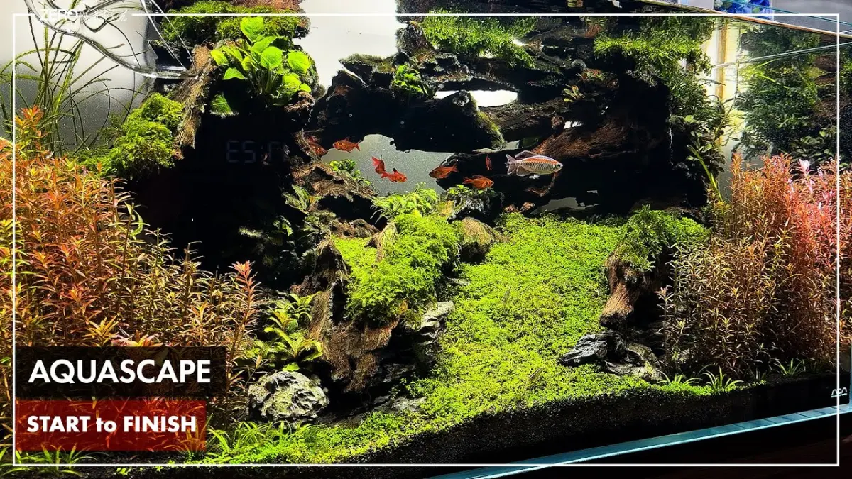 Panduan cara membuat aquascape 90 cm terlengkap! Pelajari trik tanam rumput Cuba, paduan kayu driftwood, hingga tips pembasmi alga menggunakan udang hias.