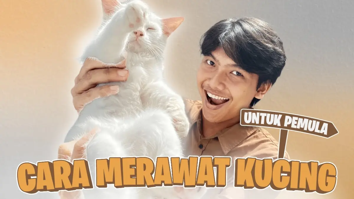 Panduan cara merawat kucing untuk pemula! Pelajari persiapan perlengkapan, tips memilih pakan kitten vs adult, hingga pelatihan kotoran anabul di sini.