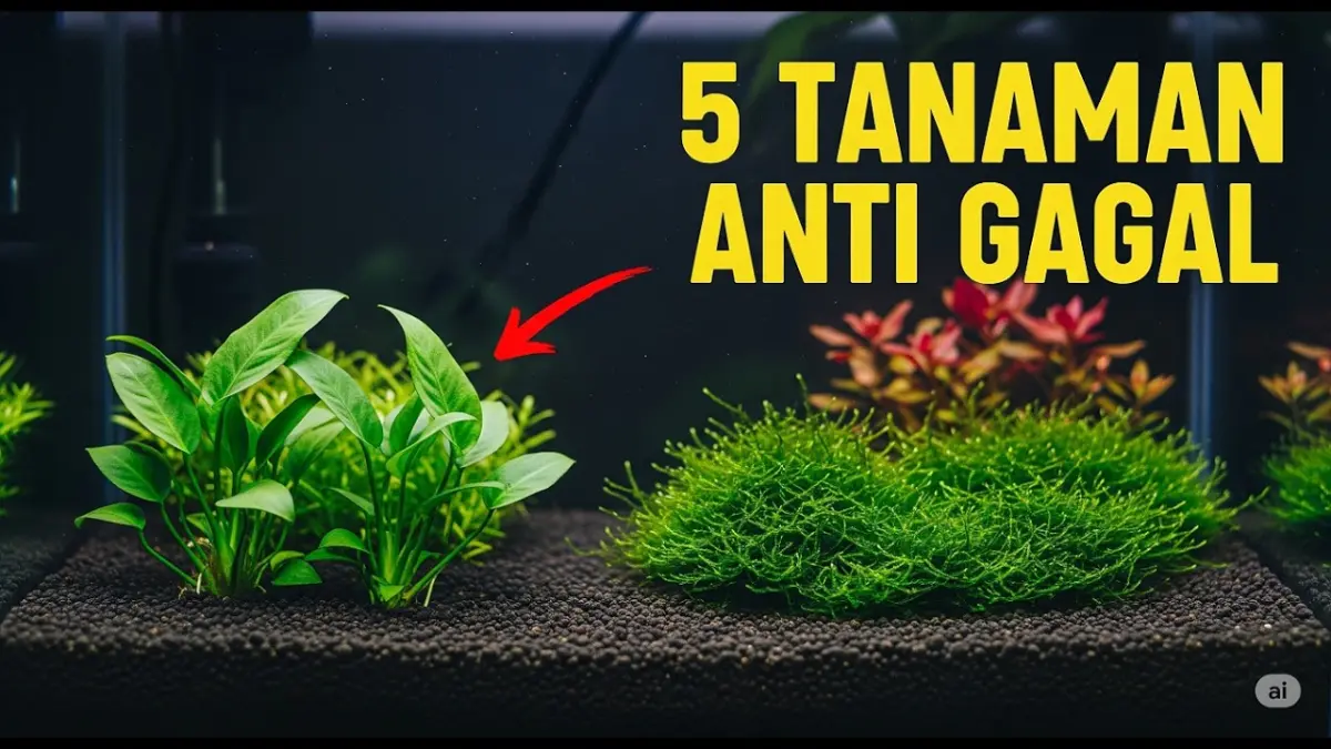 Rekomendasi tanaman aquascape murah dan mudah dirawat untuk pemula! Mulai Anubias nana hingga Vallisneria spiralis, akuarium jadi cantik tanpa CO2.