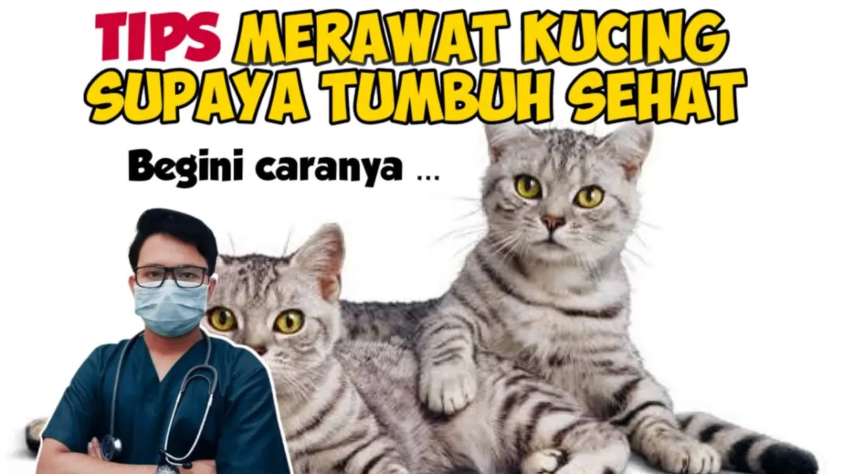 Simak cara merawat kucing agar sehat dari dokter hewan! Mulai dari ASI, obat cacing, vaksinasi, hingga nutrisi protein hewani yang tepat.