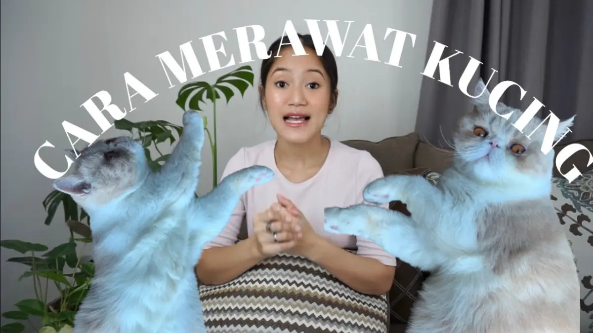 Simak cara merawat kucing untuk pemula yang benar! Mulai dari cek kesehatan ke dokter hewan, vaksinasi, transisi pakan, hingga tips cegah stres pada anabul.