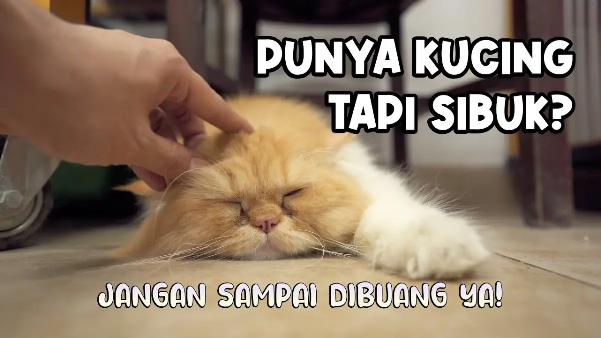 Simak cara merawat kucing untuk pemula yang super sibuk! Mulai dari tips vaksinasi, pakan dry food, sterilisasi, hingga pemanfaatan dokter hewan homecare.