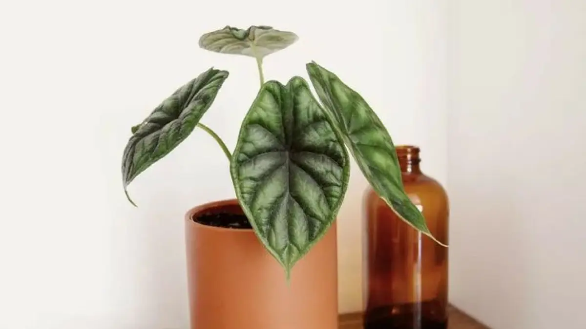 Tanaman hias eksotis menjadi pilihan terbaik untuk mempercantik rumah minimalis. Simak 30 tanaman unik dengan daun artistik yang tampil mewah dan mudah dirawat (Pinterest).