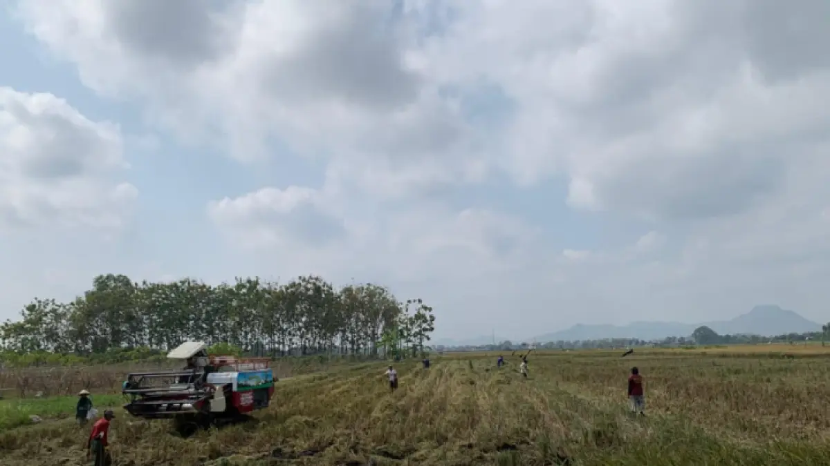 Petani Gandusari menikmati panen padi melimpah, namun tetap cermat memantau harga gabah demi menjaga keuntungan.(bima faisal/ radar trenggalek)