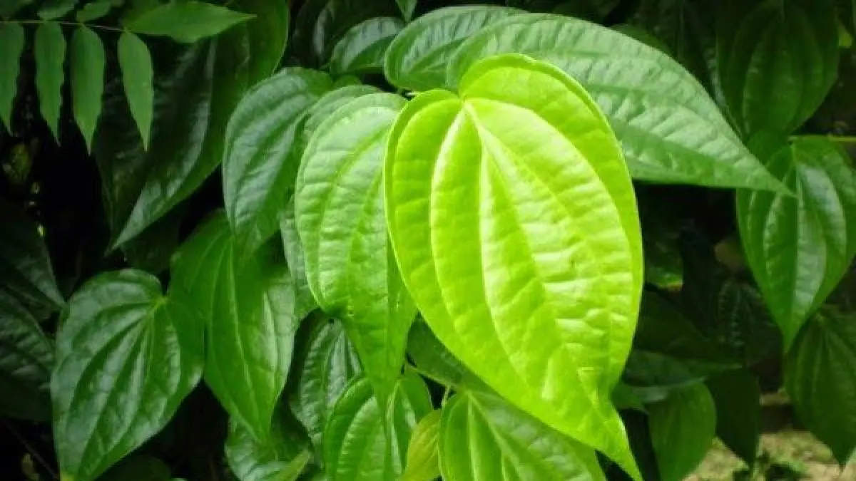 Tanaman herbal wajib ditanam di rumah antara lain jahe, kunyit, lengkuas, kencur, temulawak, daun sirih, dan bawang putih yang dikenal memiliki banyak manfaat kesehatan (Pinterest).