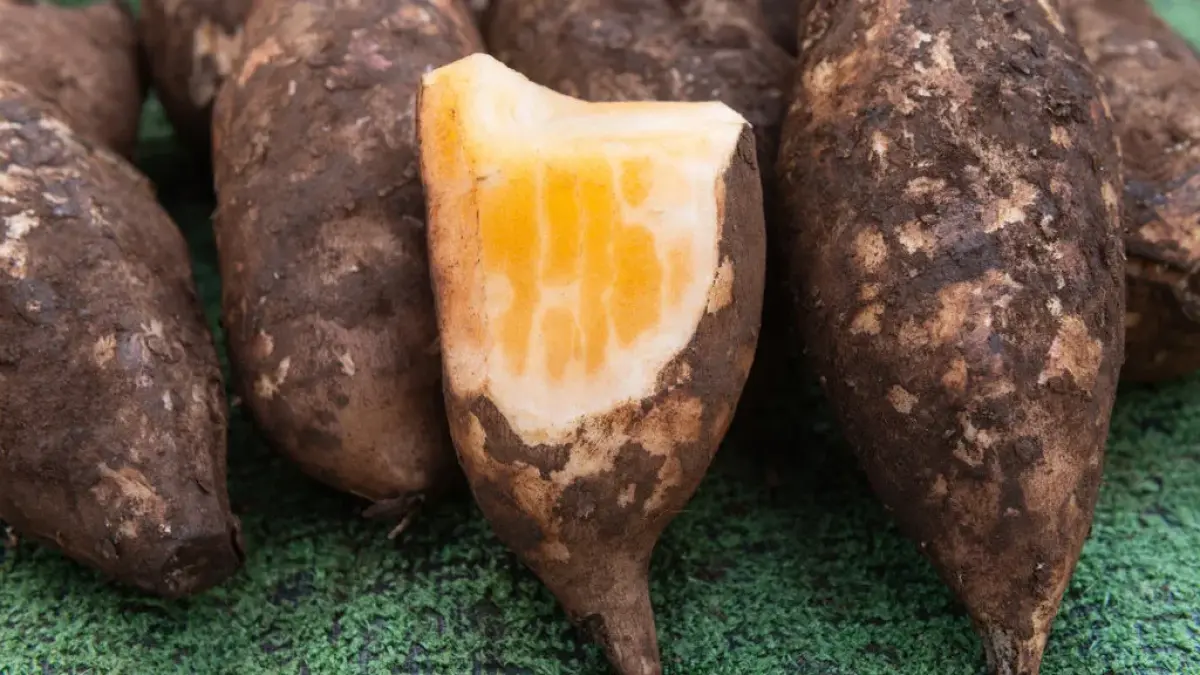 Ubi yakon viral karena dipercaya membantu mengontrol gula darah. Simak kisah petani Dieng yang sukses membudidayakan ubi yakon dengan harga jual hingga Rp60 ribu per kilogram (Pinterest).
