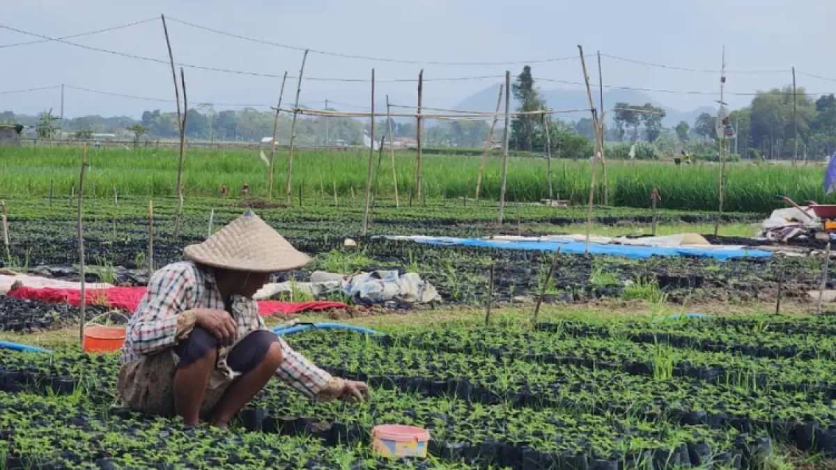 MODAL MANDIRI: Petani pembibitan sengon di Desa Sukorame, Kecamatan Gandusari, saat merawat tanam.(GUNAWAN/RADAR TRENGGALEK)