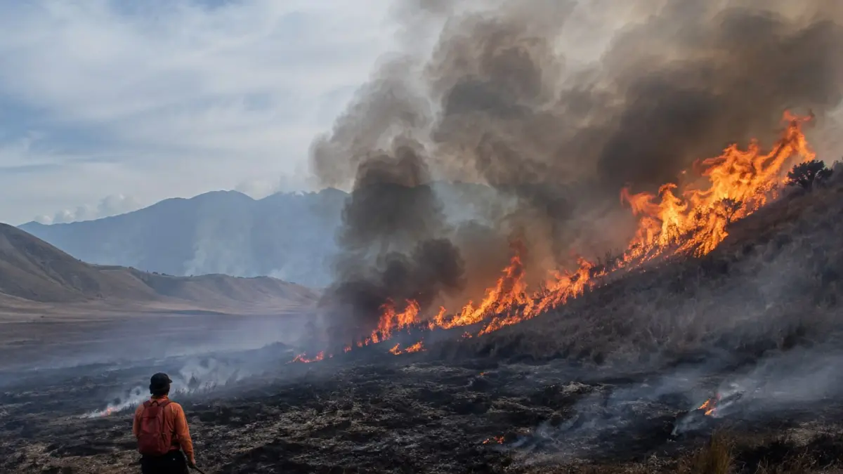 BNPB mengerahkan helikopter water bombing dan menyiapkan modifikasi cuaca untuk mempercepat pemadaman kebakaran hutan yang telah menghanguskan 60 hektare kawasan Taman Nasional Bromo Tengger Semeru.