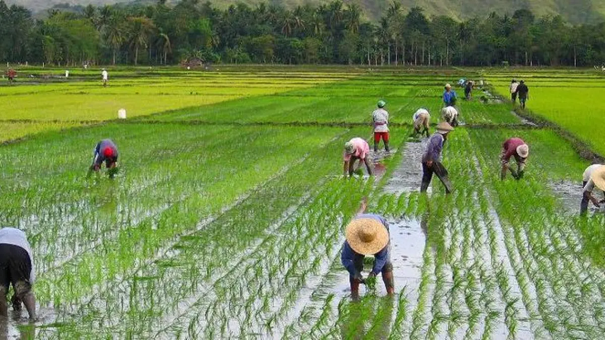 Hari baik menanam menurut hitungan Jawa dibagi menjadi oyot, wit, godong, dan woh. Simak cara menghitung neptu untuk menentukan waktu tanam (Pinterest).