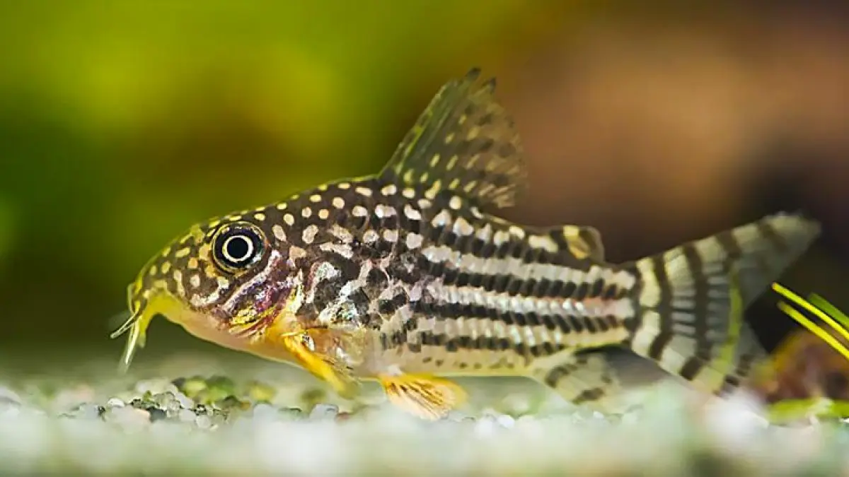 10 ikan hias air tawar yang bisa dicampur dalam satu akuarium. Ada maskoki, guppy, neon tetra, corydoras hingga botia (Pinterest).