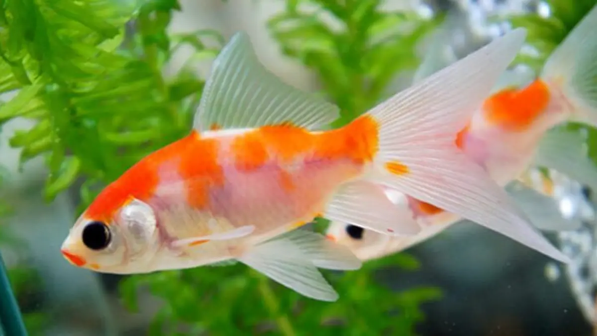 Cari ikan hias air tawar yang tidak mudah mati? Ini 10 jenis yang kuat dan cocok untuk pemula, mulai dari cupang, moli, platy hingga sepat rawa (Pinterest).