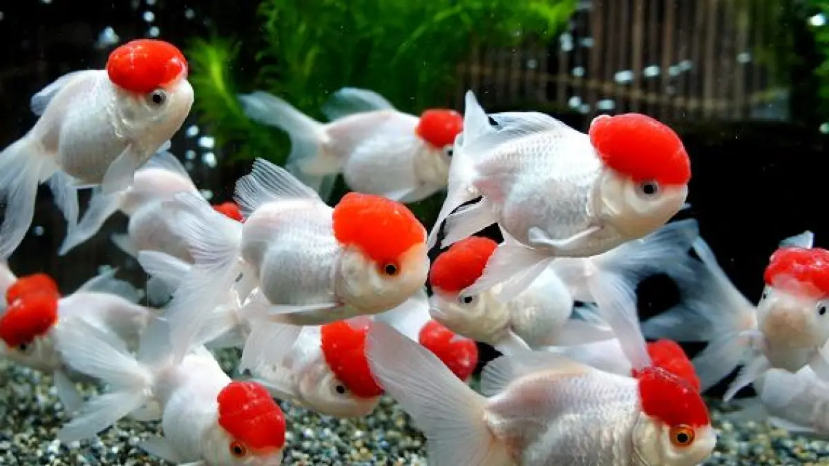 Ikan hias akuarium bisa membuat rumah makin cantik. Kenali 8 pilihan populer, dari diskus, maskoki, glowfish, koi hingga cupang (Pinterest).
