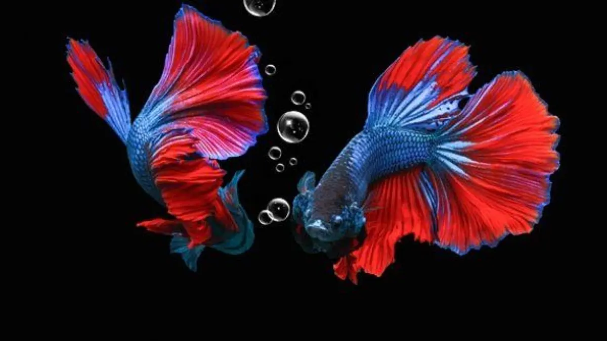 Ikan hias akuarium bisa mempercantik rumah. Kenali 8 jenis pilihan populer, dari diskus, maskoki, glowfish hingga cupang yang menarik (Pinterest).