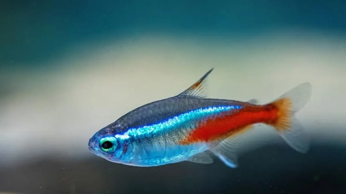 Kenali 7 ikan hias air tawar tercantik untuk akuarium, dari koi, cupang, guppy hingga neon tetra yang cocok untuk mempercantik rumah (Pinterest).
