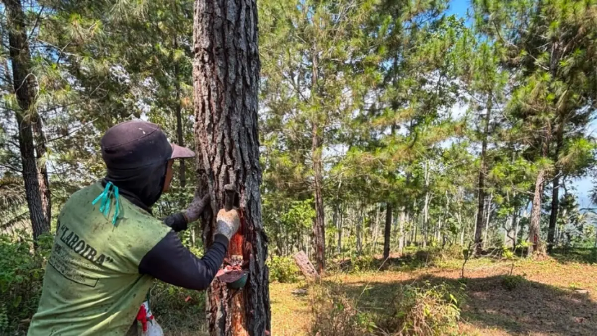 POTENSI: Petani ketika menyadap getah pinus di kawasan hutan Trenggalek.(BKPH TRENGGALEK UNTUK RADAR TRENGGALEK)