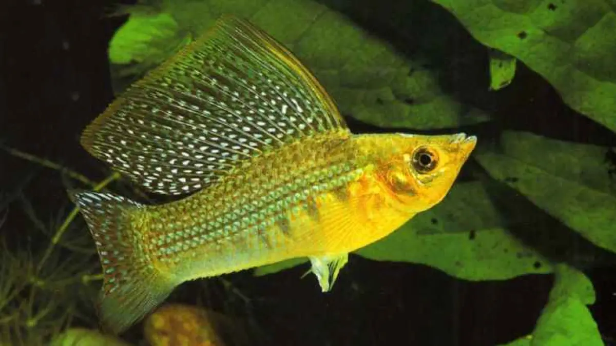 10 ikan hias yang tidak mudah mati untuk pemula, mulai dari cupang, manfish, ikan komet, moli, pleti, hingga sepat rawa (Pinterest).
