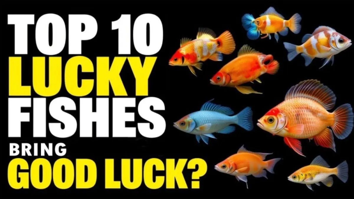 10 ikan pembawa keberuntungan yang dipercaya membawa kekayaan, perlindungan, kedamaian, energi positif, hingga keharmonisan ke dalam rumah.
