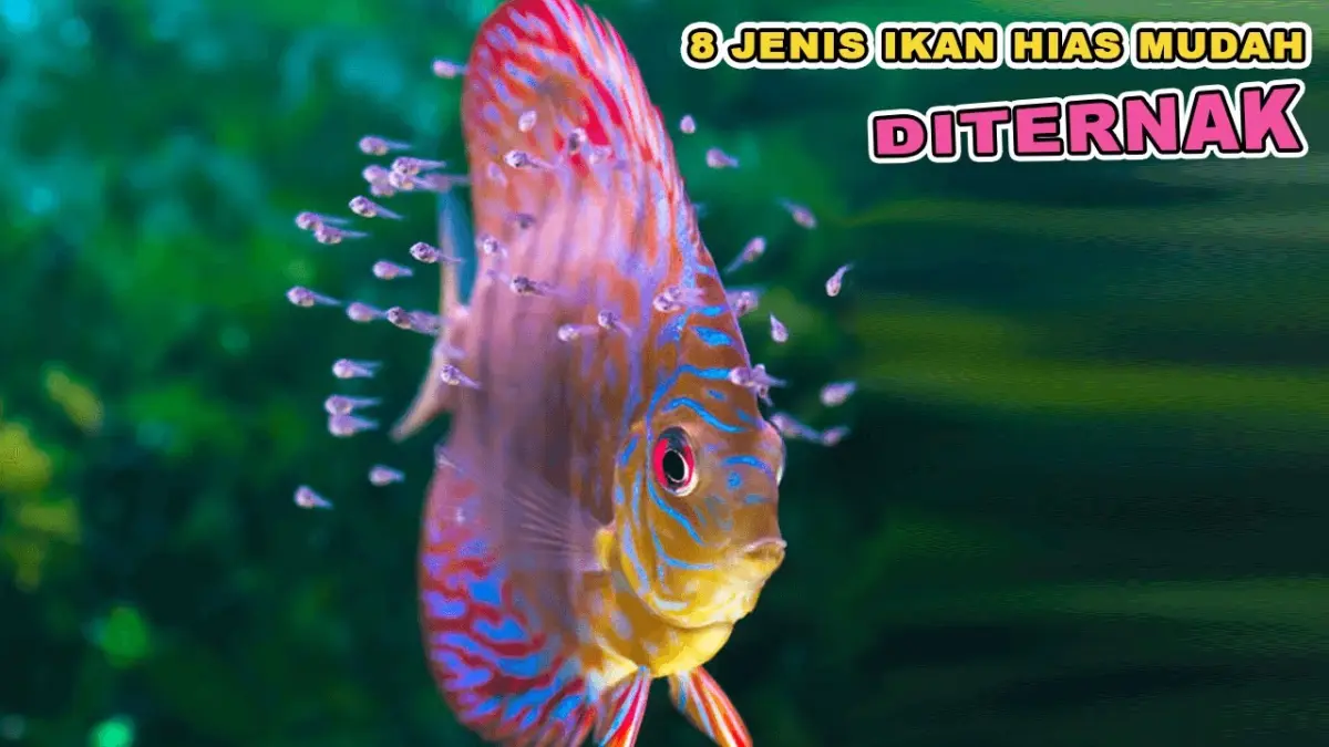  Cek jenis ikan hias cepat beranak untuk pemula. Ada ikan gapi, moli, pleti, hingga zebra danio yang produktif dan mudah dipelihara di akuarium.