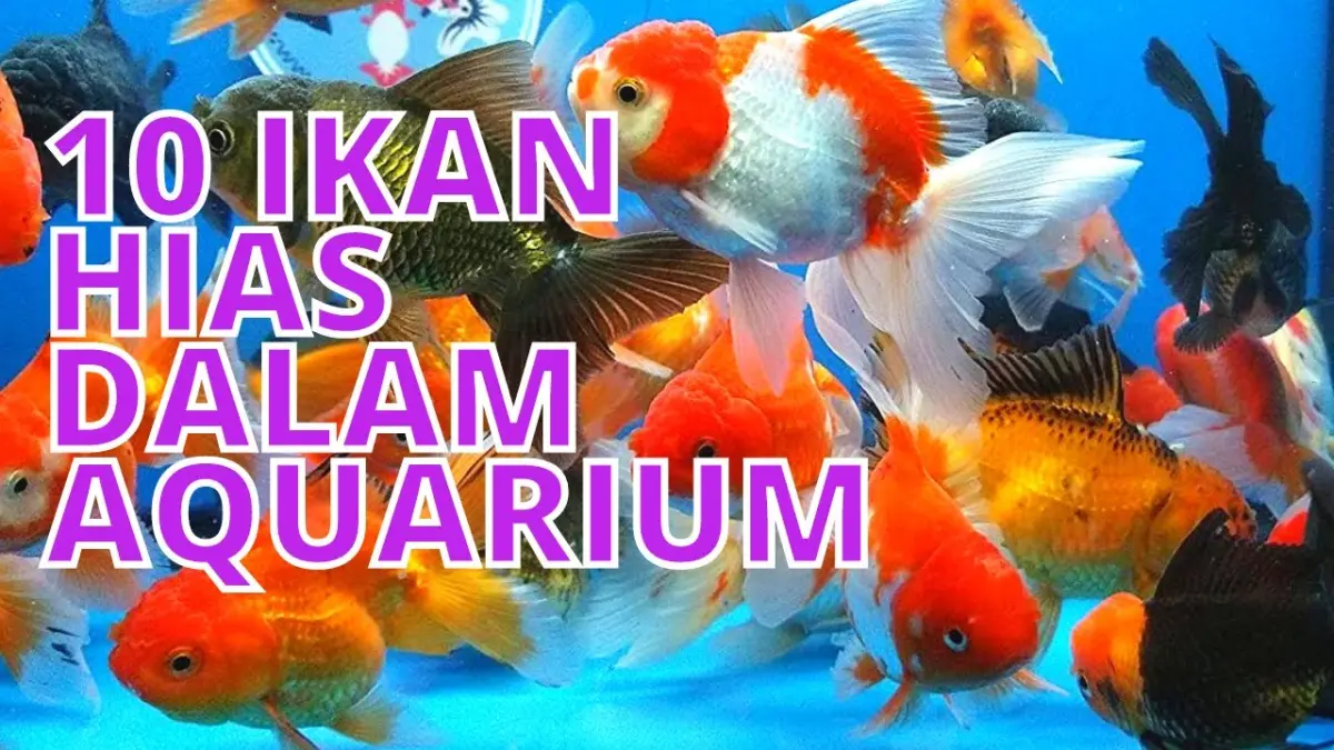Cek jenis ikan hias yang cocok dicampur dalam satu akuarium. Ada mas koki, manfish, gupi, neon tetra, hingga corydoras yang ramah dan damai.
