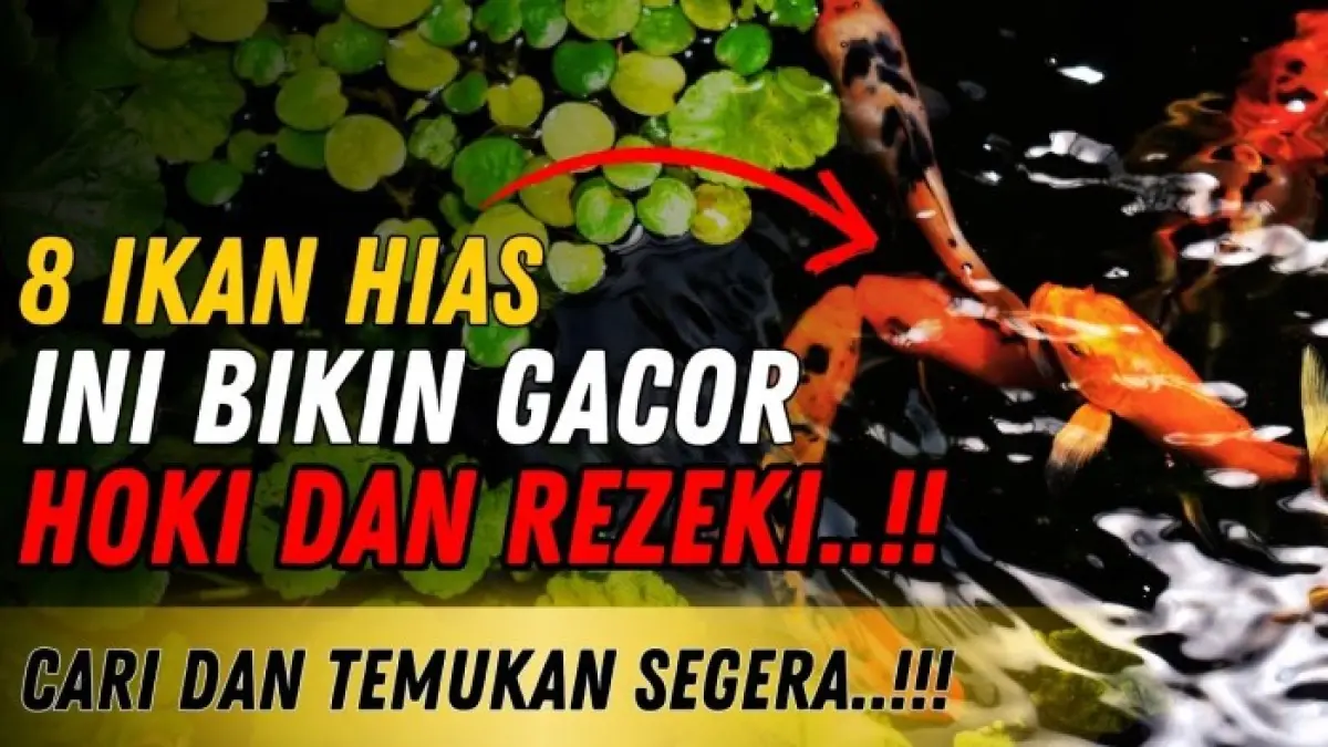 Delapan ikan hias pembawa hoki yang dipercaya membawa rezeki, kemakmuran, energi positif, kebahagiaan, hingga kesuburan bagi pemiliknya.