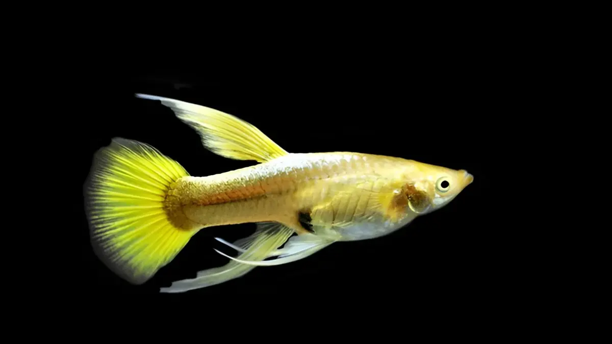 Ikan gupi paling dicari 2026 mencakup Moscow, Albino Full Red, Delta Tail, Kobra-Leopard, dan Albino Full Gold untuk koleksi aquascape premium (Pinterest).