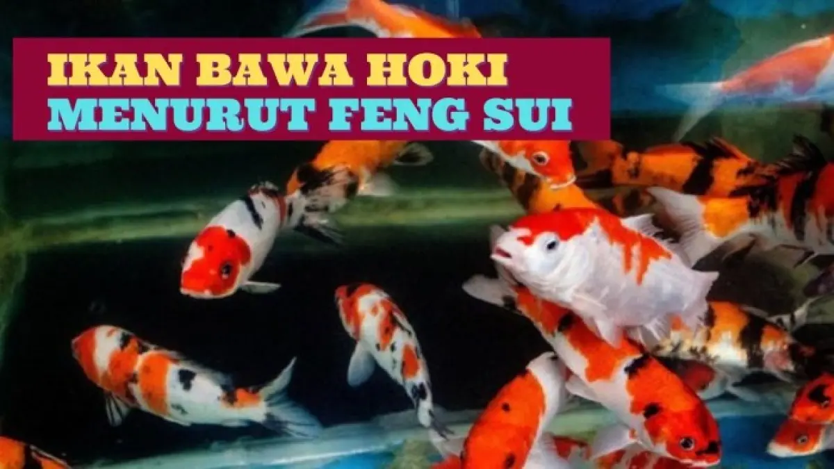 Ikan hias pembawa keberuntungan menurut Feng Shui meliputi louhan, koi, ikan dewa, maskoki, dan arwana yang dipercaya membawa hoki.
