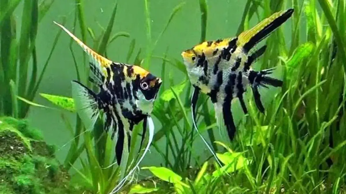 Ikan hias yang mudah dirawat meliputi maskoki, ikan lemon, gapi, pleti, cupang, moli, sortail, dan manfish (Pinterest).