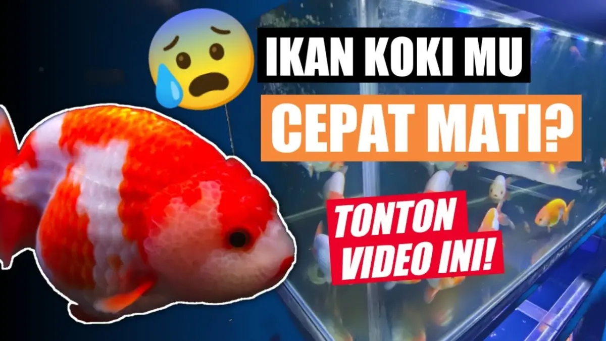  Ketahui cara merawat ikan hias agar tidak mudah mati dengan mencegah lonjakan amonia, mengontrol pakan, dan menghindari penyebab stres.