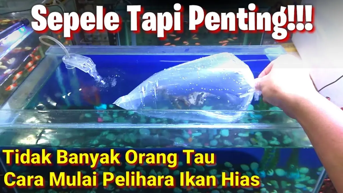  Panduan lengkap cara merawat ikan hias agar tidak mudah mati bagi pemula. Mulai dari pengendapan air, takaran garam, hingga aklimatisasi.