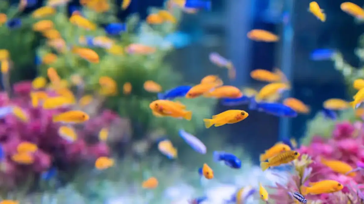 Panduan memilih ikan hias warna-warni satu akuarium. Padukan neon tetra, gupi, moli, hingga pleko secara aman tanpa risiko perkelahian.