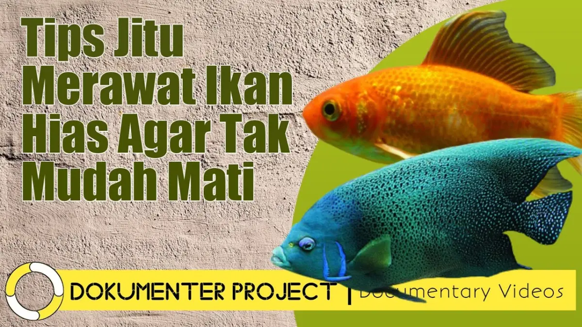 Pelajari cara merawat ikan hias agar tidak mudah mati. Kunci utamanya ada pada kualitas air, jadwal pakan teratur, serta pemilihan jenis ikan.