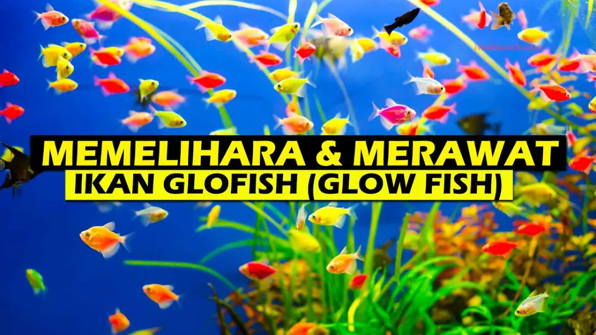 Pelajari cara merawat ikan hias agar tidak mudah mati. Simak panduan menjaga kualitas air, porsi pakan, hingga pencahayaan akuarium.