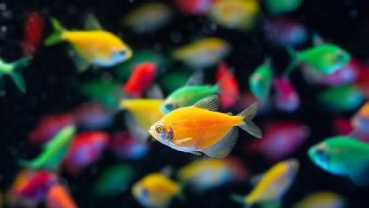  Simak cara merawat ikan hias agar tidak mudah mati. Perhatikan ukuran tank, jadwal pembersihan, hingga racikan tankmate yang aman.