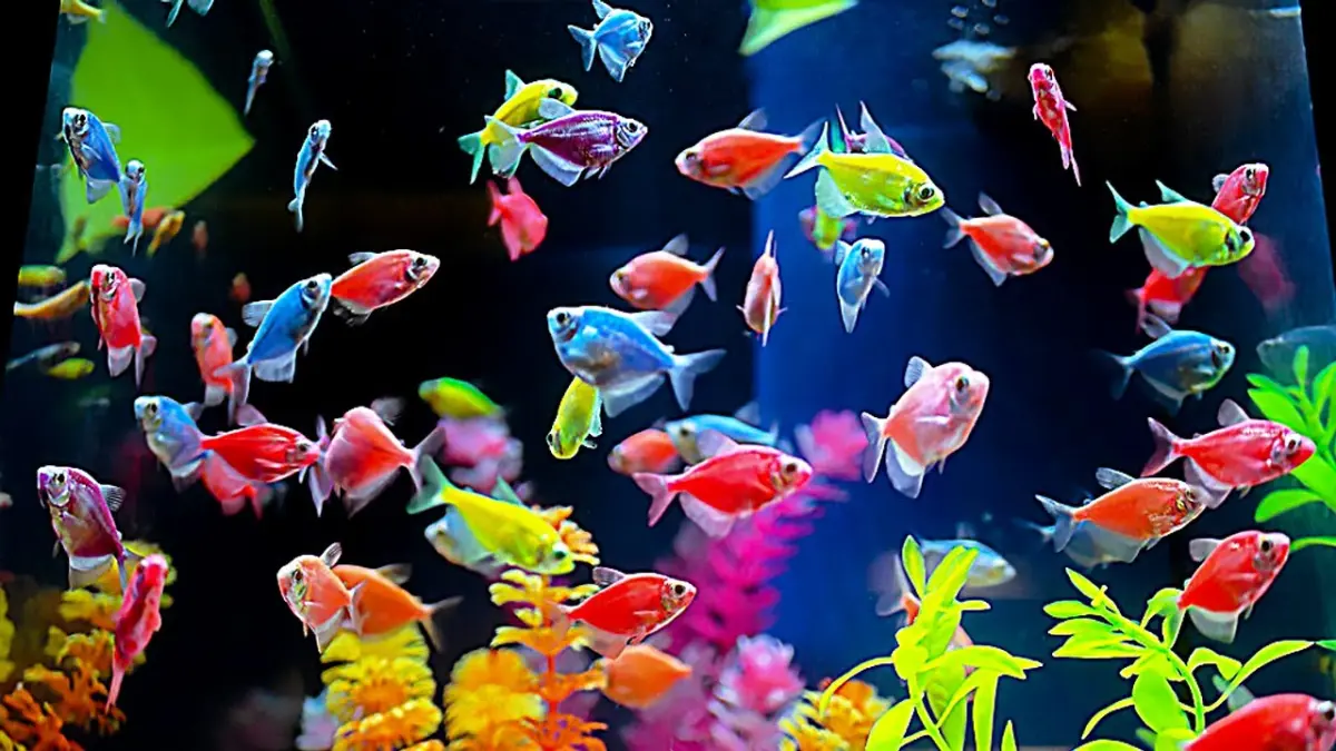 Temukan pilihan ikan hias yang cocok dicampur dalam satu akuarium bersama glowfish. Mulai dari black skirt tetra, gupi, harlequin rasbora, hingga ramirezi.
