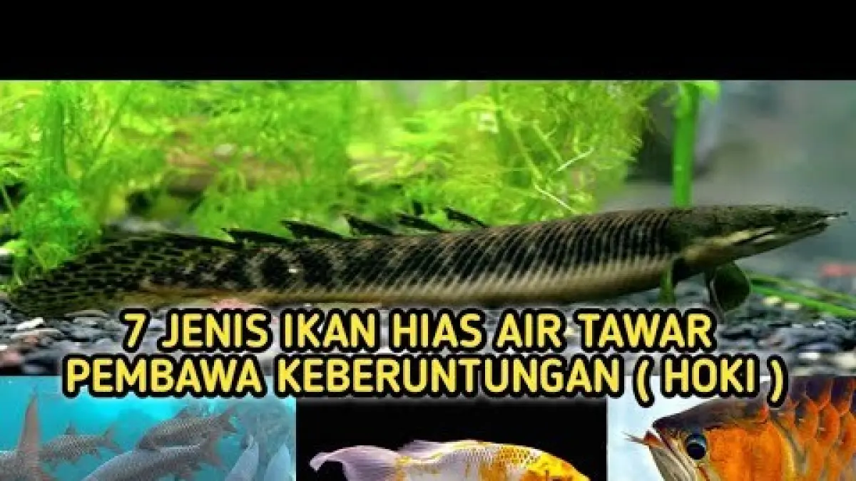 Tujuh ikan pembawa hoki dan rezeki yang dipercaya mendatangkan keberuntungan, mulai dari koi, arwana, louhan, hingga ikan dewa.