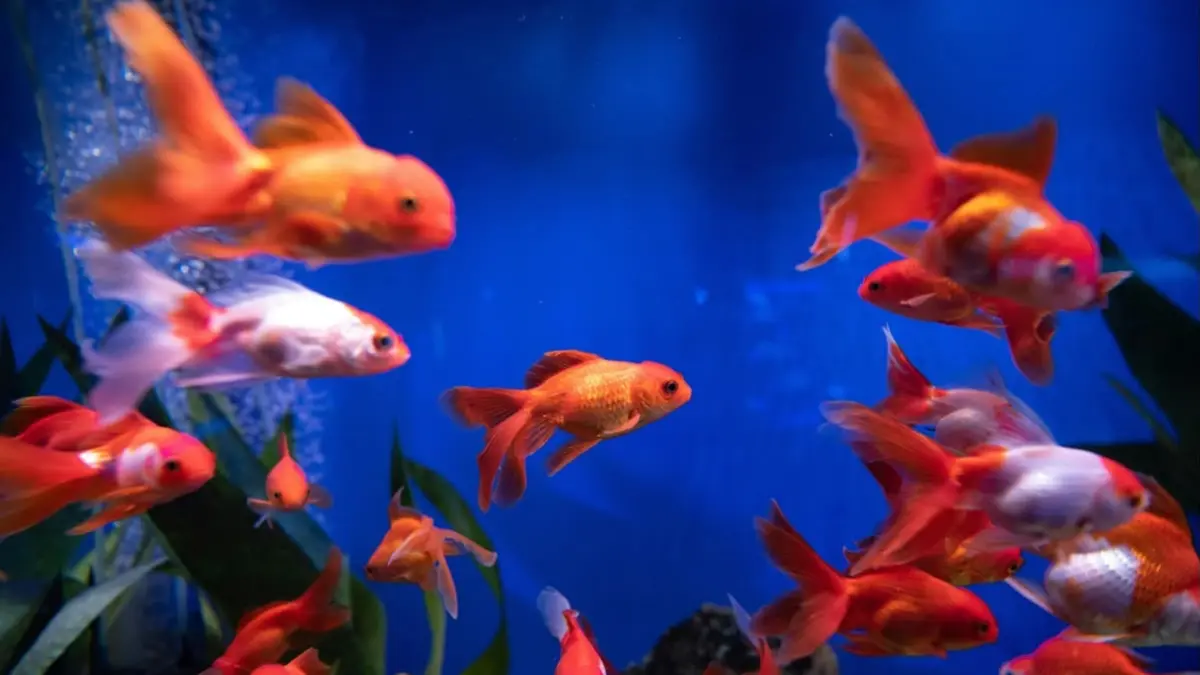 Bingung mau mulai dari mana? Ini dia 10 jenis ikan hias cantik dan tahan banting yang perawatan nya gampang banget untuk pemula!