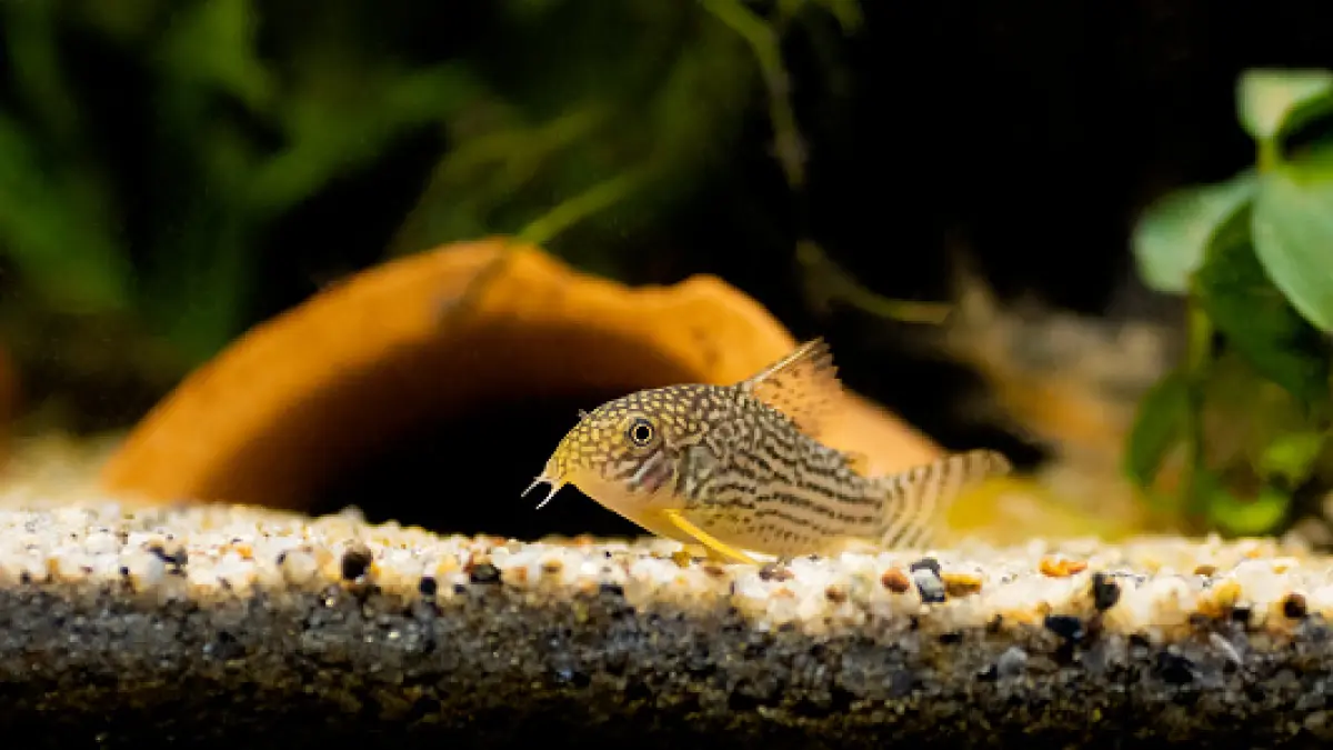 10 ikan hias air tawar yang bisa dicampur dalam satu akuarium, dari maskoki, koi, guppy, neon tetra hingga corydoras (Pinterest).