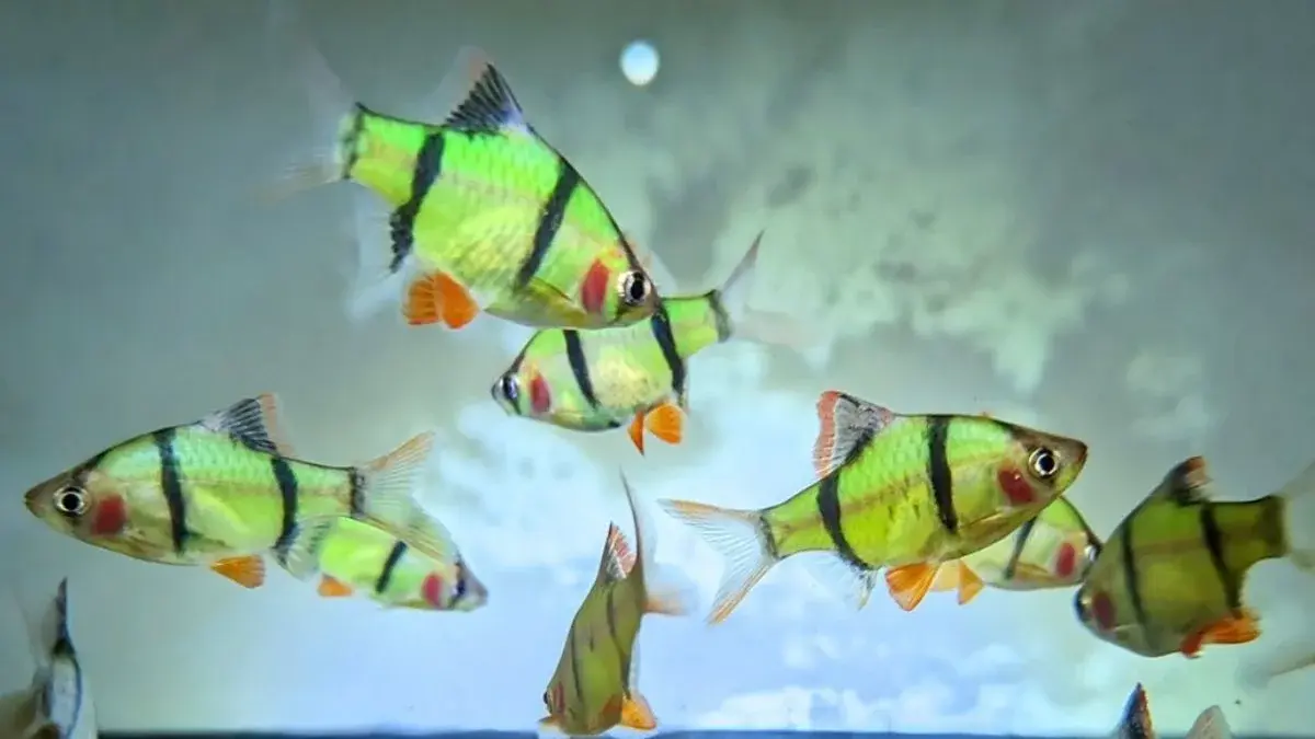 11 ikan hias untuk akuarium 30 cm disebut dalam video Nakama Aquatic, mulai dari ikan koki, corydoras, tetra hingga ikan Sumatera (Pinterest).