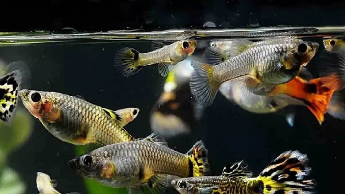 Ikan community tank bisa terdiri dari guppy, platy, molly, tetra hingga corydoras. Simak 9 jenis ikan yang dapat hidup berdampingan (Pinterest).