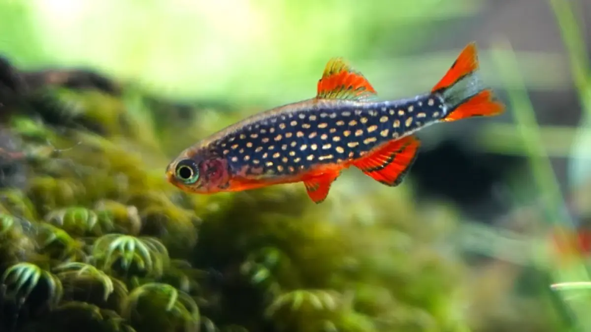 Ikan hias untuk akuarium kecil bisa tetap cantik dan berwarna-warni. Simak 9 jenis, mulai Harlequin Rasbora hingga Ramirezi (Pinterest).