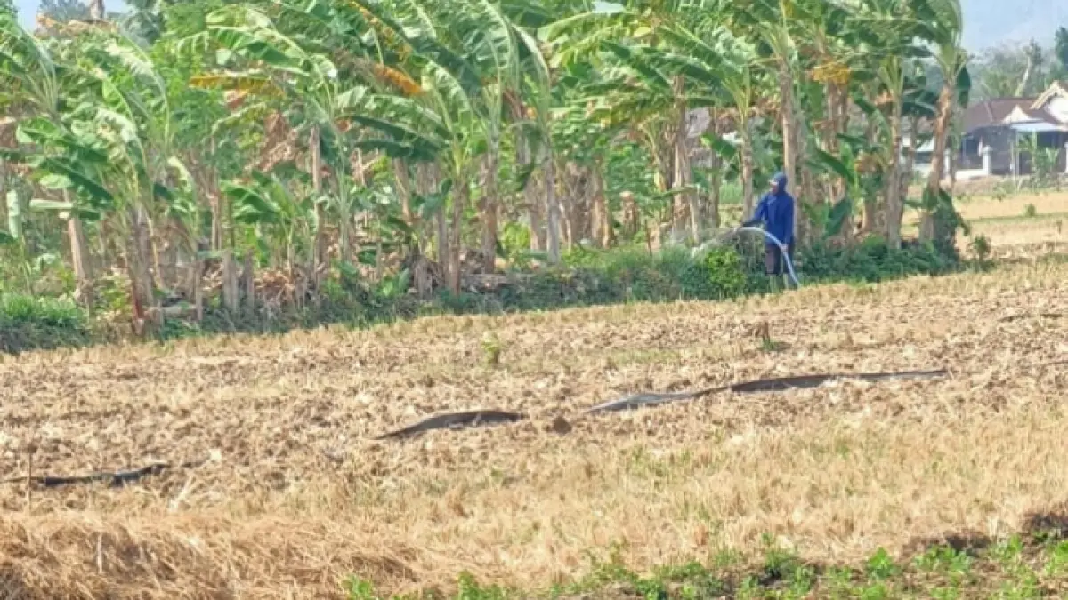 KERING: Lahan persawahan di Desa/Kecamatan Pogalan, yang kering sehingga terlihat retakan tanah.(GUNAWAN/ RADAR TRENGGALEK)