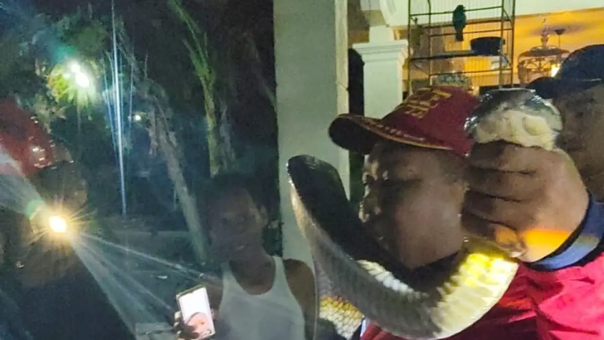 MEMATIKAN: Tim Satpol PPK Trenggalek saat mengevaluasi ular King Cobra yang bersembunyi di bawah mobil warga.(Satpol PPK untuk Radar Trenggalek)
