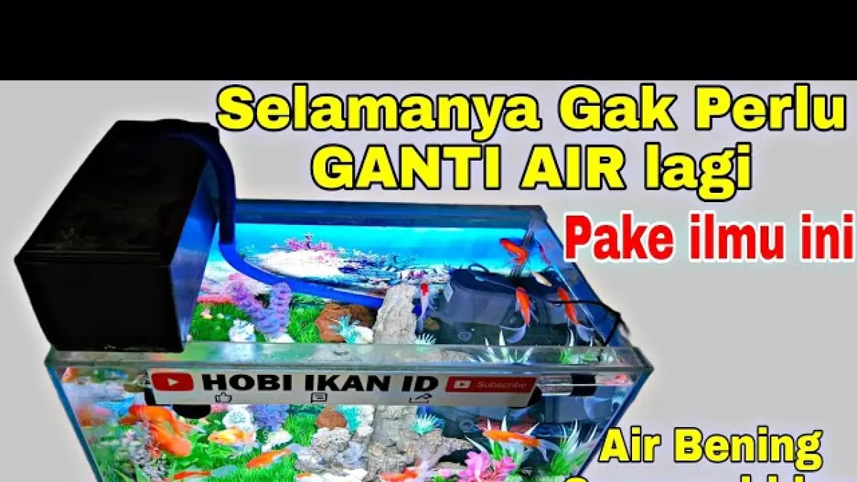 10 Cara Menjaga Air Akuarium Tetap Jernih, Tak Perlu Sering Ganti Air

